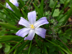 Scilla