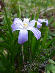 Scilla