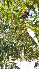 Polistes comanchus navajoe