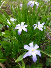 Scilla