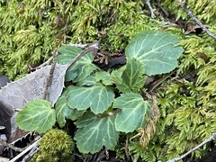 Sanicula crassicaulis