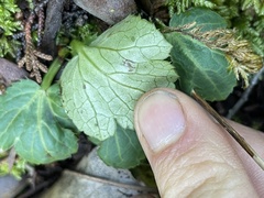 Sanicula crassicaulis