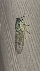 Neocicada hieroglyphica