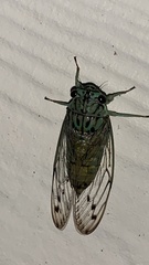 Neocicada hieroglyphica