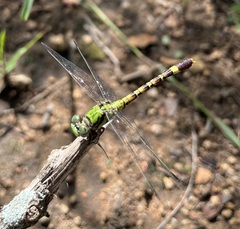 Paragomphus elpidius