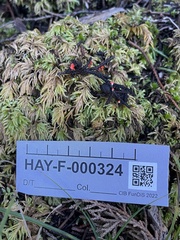 Pseudopithyella minuscula