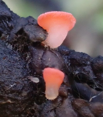 Pseudopithyella minuscula