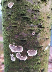 Chondrostereum purpureum