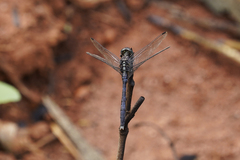 Diplacodes lefebvrii