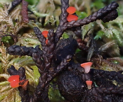 Pseudopithyella minuscula