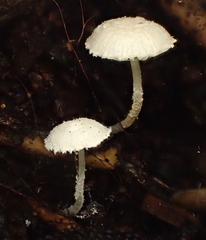 Cystolepiota
