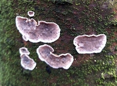 Chondrostereum purpureum