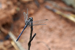 Diplacodes lefebvrii