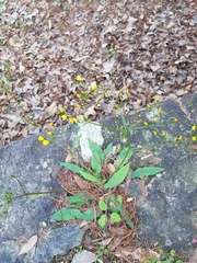 Ixeridium laevigatum