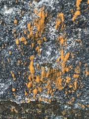 Trentepohlia
