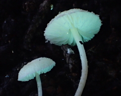 Cystolepiota