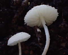 Cystolepiota