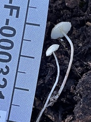 Cystolepiota