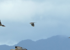 Streptopelia chinensis