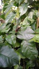 Polistes comanchus navajoe