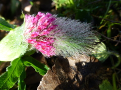 Trifolium rubens