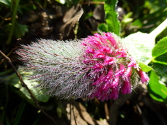 Trifolium rubens