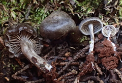 Entolomataceae