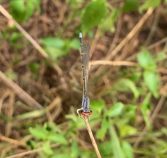 Pseudagrion sublacteum