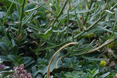 Campanula stenocodon