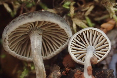 Entolomataceae