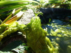 Ceratophyllum