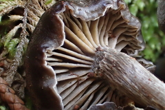 Entolomataceae