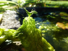 Ceratophyllum