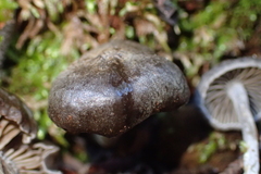 Entolomataceae