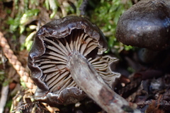 Entolomataceae
