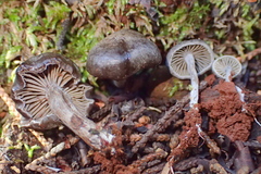Entolomataceae