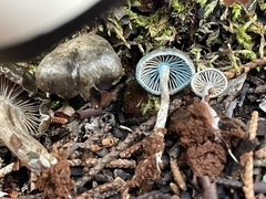 Entolomataceae