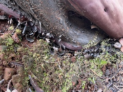 Entolomataceae