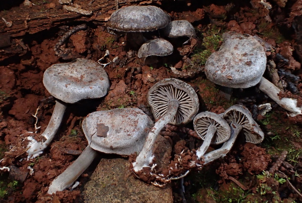 Rhodocybe sp. 'CA01'