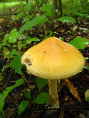Amanita crocea