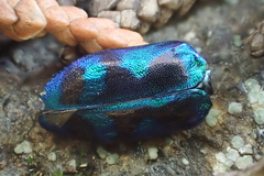 Chrysobothris lucana