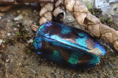 Chrysobothris lucana