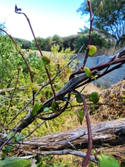 Muehlenbeckia complexa