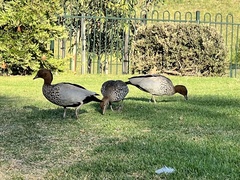 Chenonetta jubata