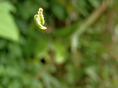 Pericyma cruegeri