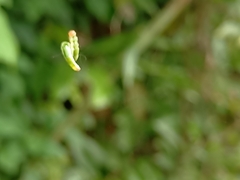 Pericyma cruegeri