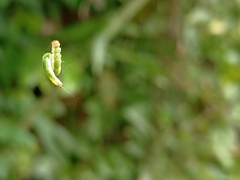 Pericyma cruegeri