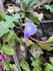 Mazus fauriei
