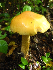 Amanita crocea