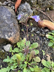 Mazus fauriei